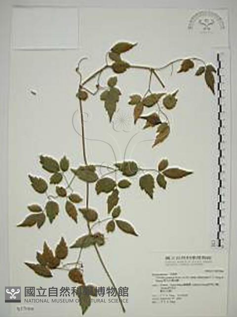 梨山小蓑衣藤藏品圖，第1張