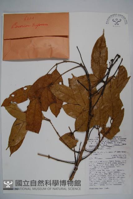 登錄號:S047066藏品圖，第1張