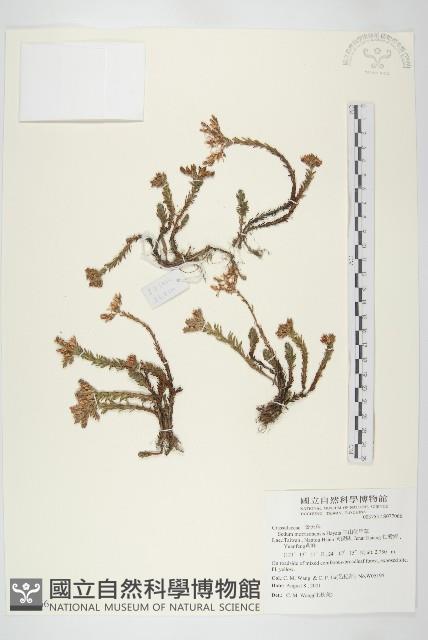 玉山佛甲草藏品圖，第1張