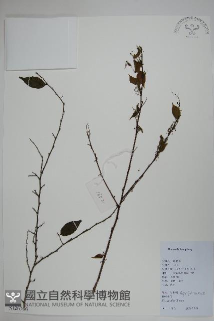 燈稱花、烏雞骨藏品圖，第1張