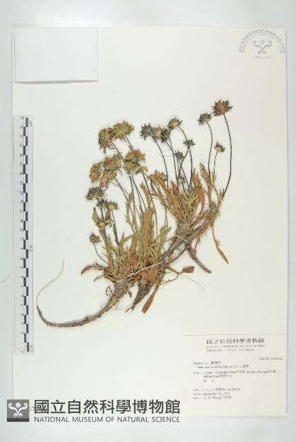 玉山山蘿蔔藏品圖，第1張