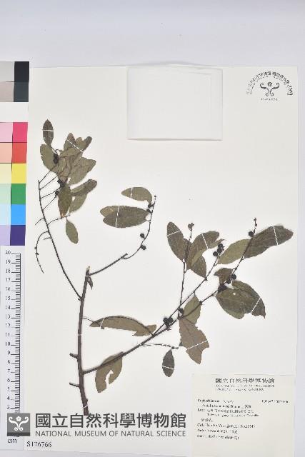 土密樹藏品圖，第1張