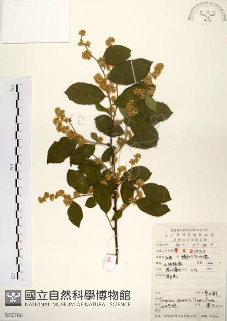 Sapphire berry sweet leaf Collection Image