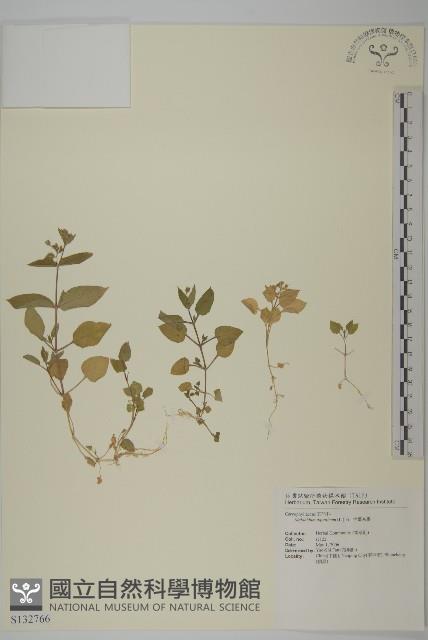 牛繁縷藏品圖，第1張