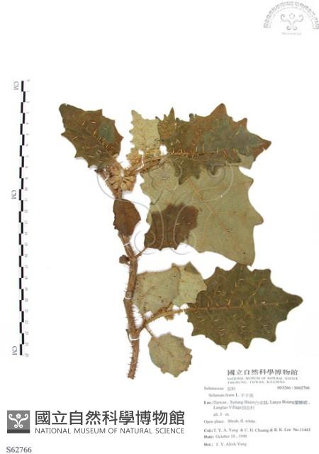 羊不食、毛茄藏品圖，第1張