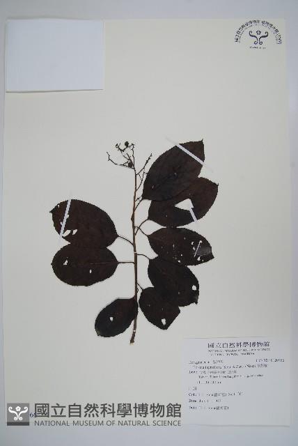 厚殼樹藏品圖，第1張