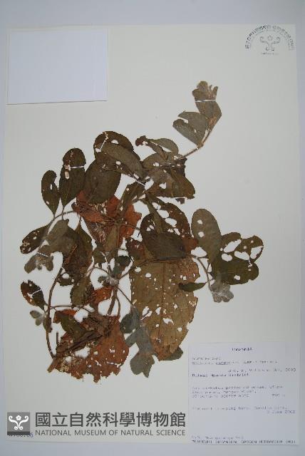 瘤子草藏品圖，第1張