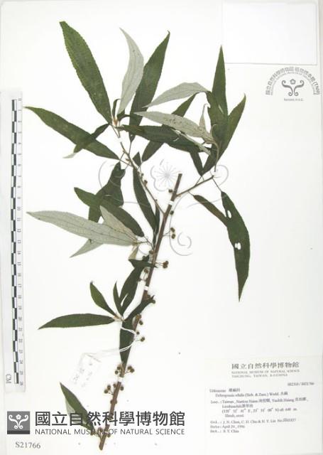 水麻藏品圖，第1張