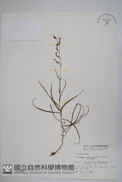 玉山沙參藏品圖，第1張