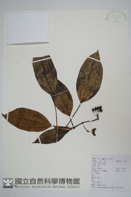 樹參藏品圖，第1張