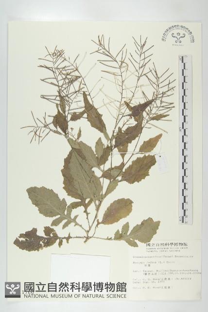 葶藶藏品圖，第1張