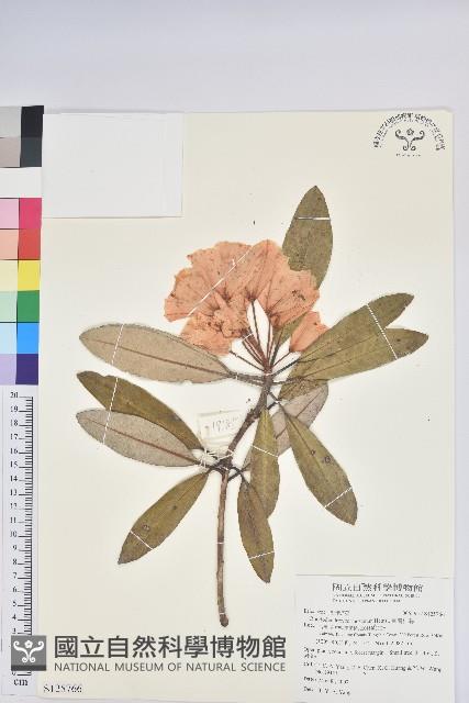 臺灣杜鵑藏品圖，第1張