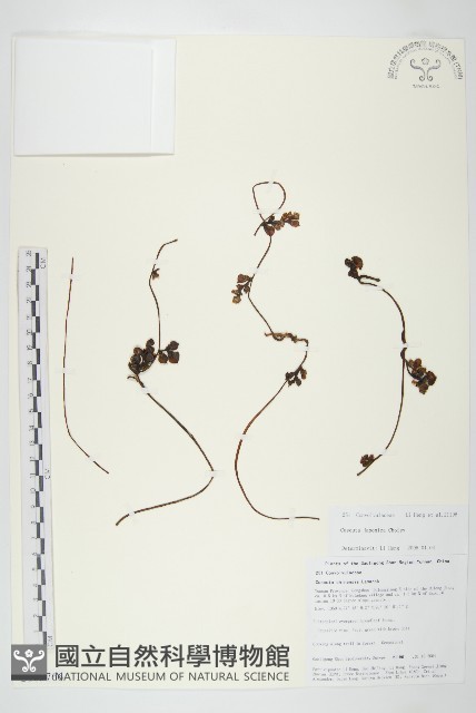 日本菟絲子藏品圖，第1張