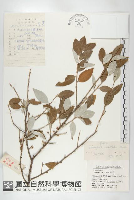 小葉胡頹子藏品圖，第1張