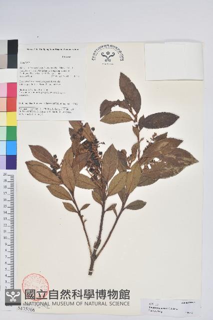 紅粉白珠藏品圖，第1張