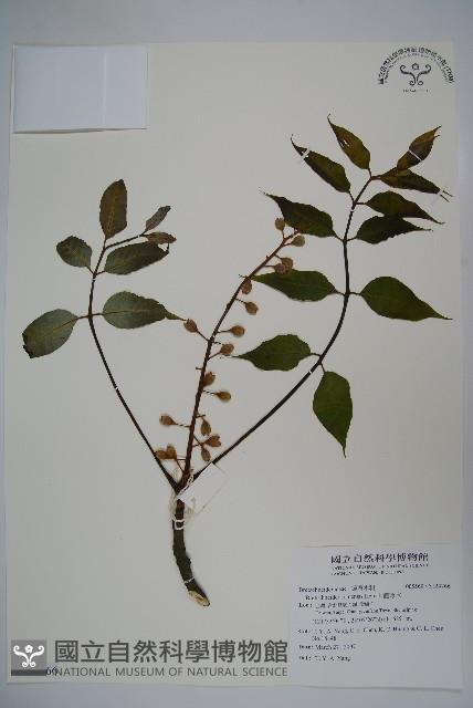 鐘萼木藏品圖，第1張