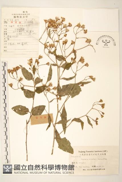 蔓黃菀藏品圖，第1張