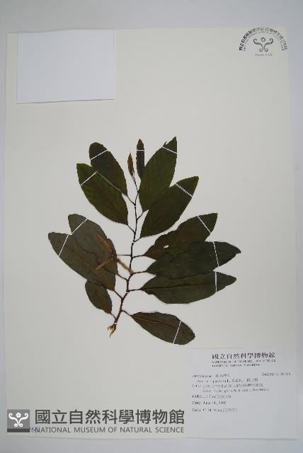 番荔枝、釋迦果、佛頭果藏品圖，第1張