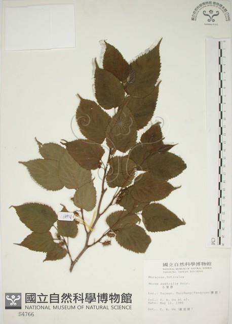 小桑樹藏品圖，第1張