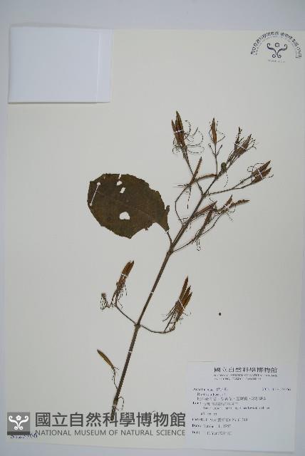 塊莖蘆莉草、紫莉花、藍蘆莉、球根蘆莉藏品圖，第1張