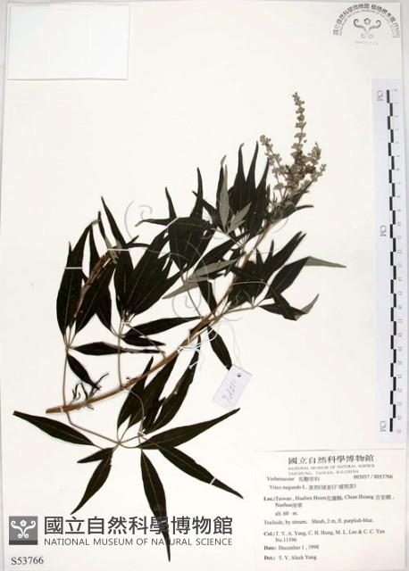 黃荊藏品圖，第1張