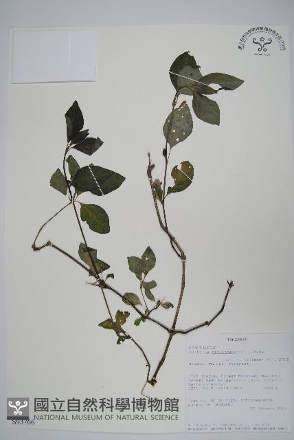 登錄號:S093766藏品圖，第1張