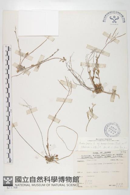 玉山筷子芥藏品圖，第1張