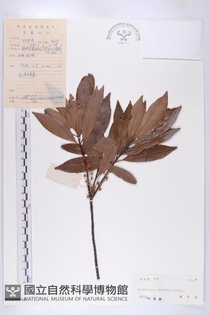 杜英藏品圖，第1張