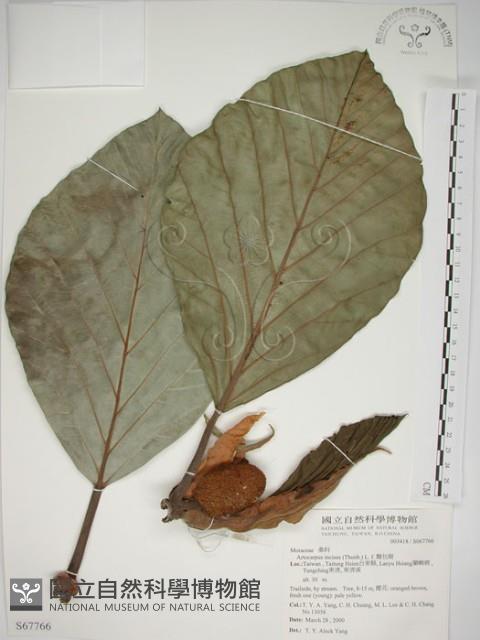 麵包樹藏品圖，第1張