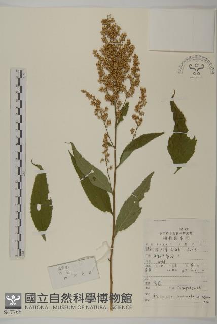 珍珠蒿、奇蒿藏品圖，第1張