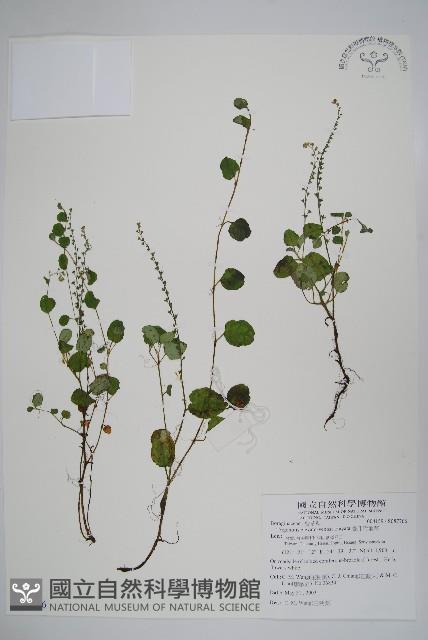 臺北附地草藏品圖，第1張