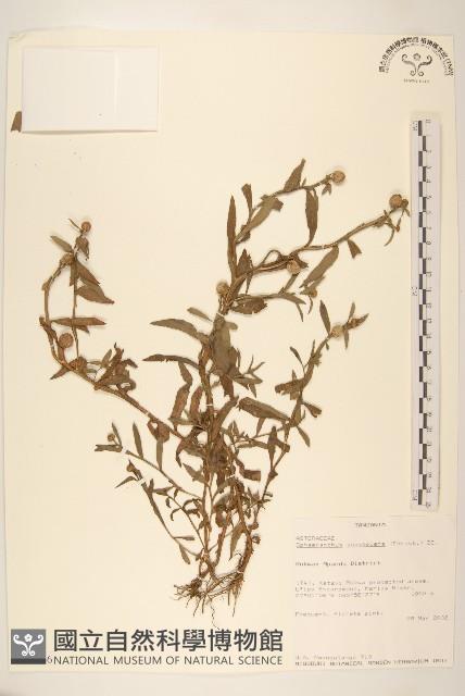 登錄號:S096266藏品圖，第1張