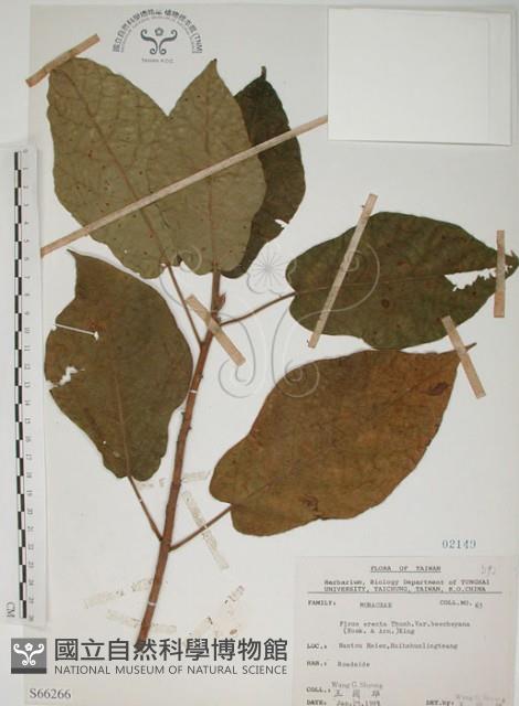 牛乳榕藏品圖，第1張