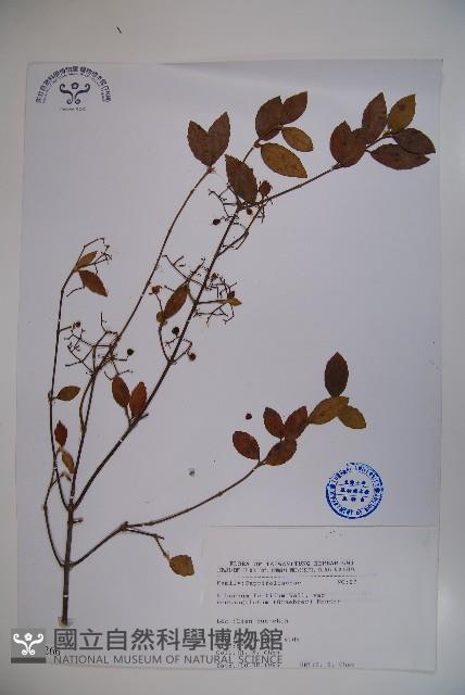 狹葉莢迷藏品圖，第1張