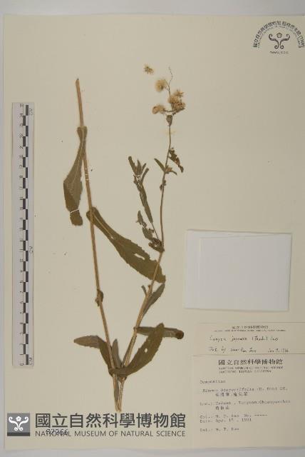 日本假蓬藏品圖，第1張