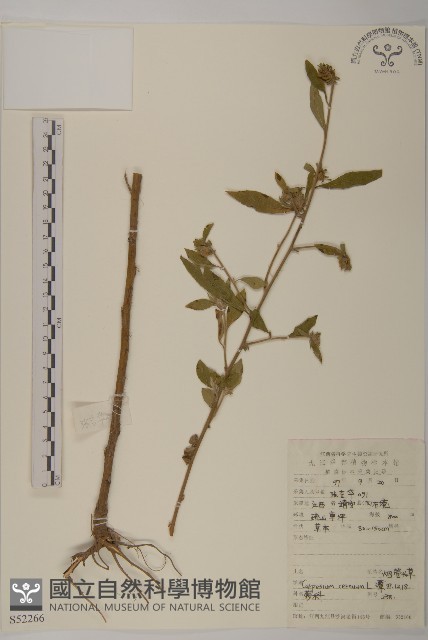 杓兒菜藏品圖，第1張
