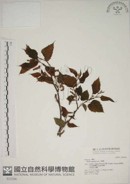 小桑樹藏品圖，第1張