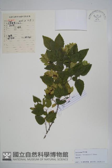 鵝耳櫪藏品圖，第1張