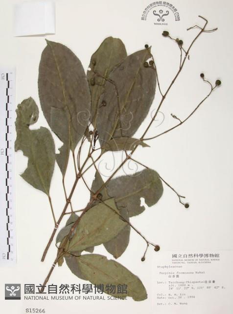 山香圓藏品圖，第1張