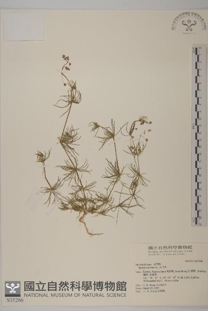 大爪草藏品圖，第1張