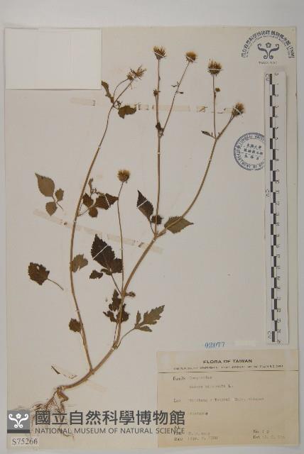 鬼針舅藏品圖，第1張