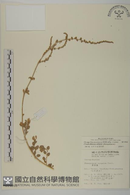 變葉藜藏品圖，第1張