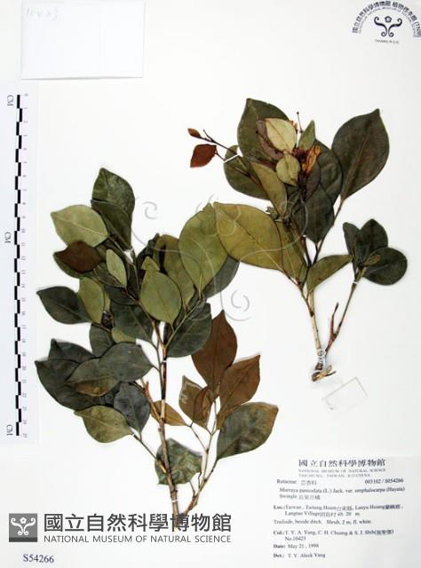 長果月橘藏品圖，第1張