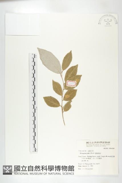 藤胡頹子藏品圖，第1張