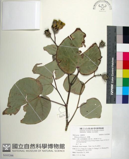 黃槿藏品圖，第1張