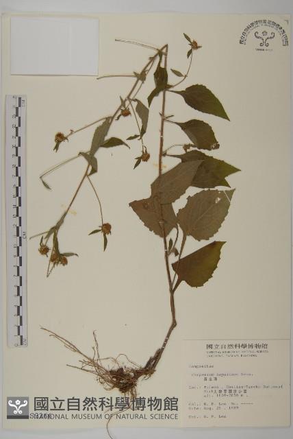 黃金珠藏品圖，第1張