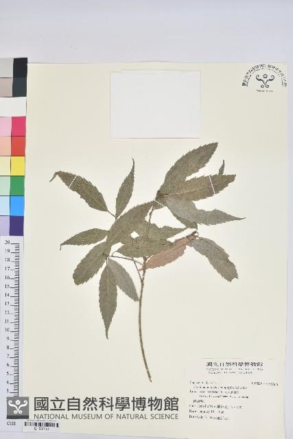 登錄號:S193266藏品圖，第1張