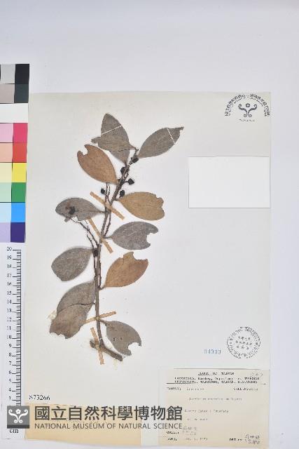 珍珠花、長尾葉越橘藏品圖，第1張