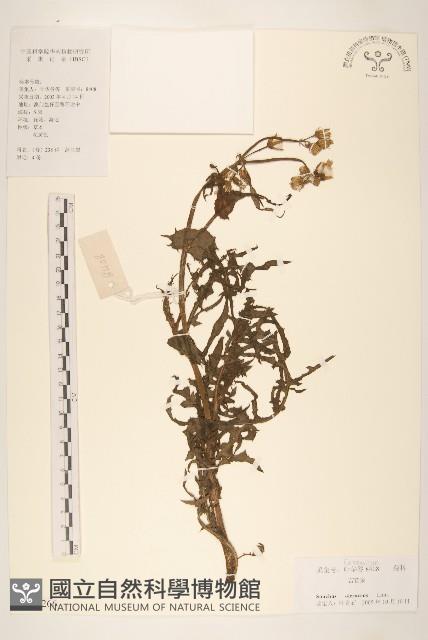 苦滇菜、苦菜藏品圖，第1張