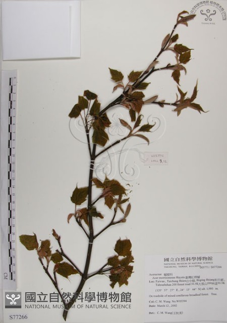 臺灣紅榨槭藏品圖，第1張